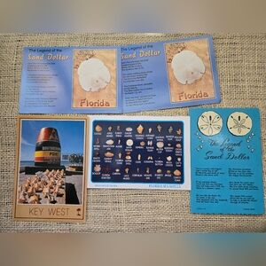 Vintage Shells of FLORIDA Postcards -5  Southernmost Point Key West, Sanddollar